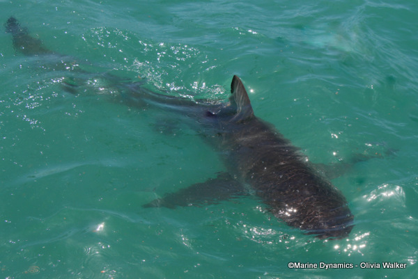 Bronze Whaler shark, South Africa