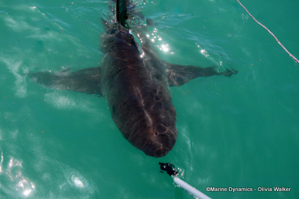 Bronze Whaler shark, South Africa