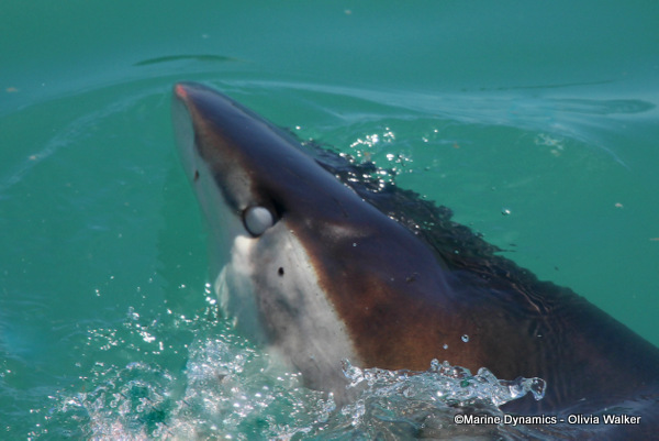 Bronze Whaler shark, South Africa
