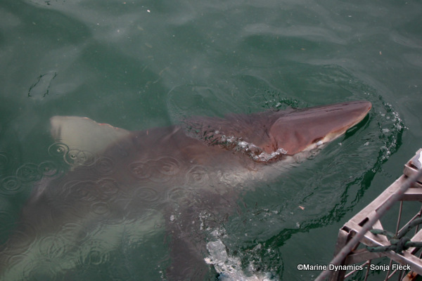 Bronze Whaler shark, South Africa