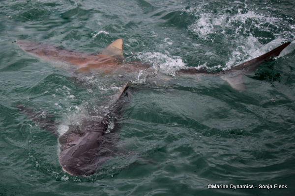 Bronze Whaler shark, South Africa