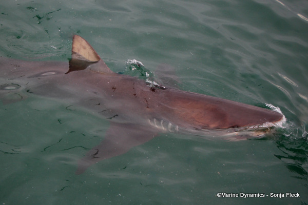 Bronze Whaler shark, South Africa