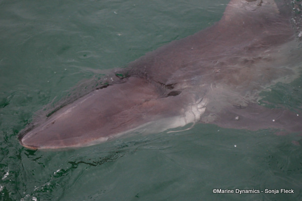 Bronze Whaler shark, South Africa