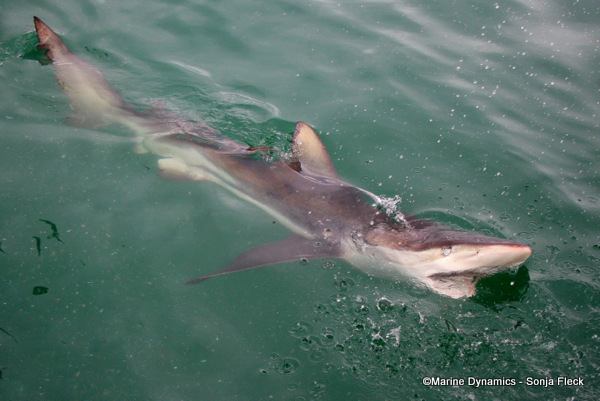 Bronze Whaler shark, South Africa
