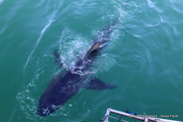 Bronze whaler shark, South Africa
