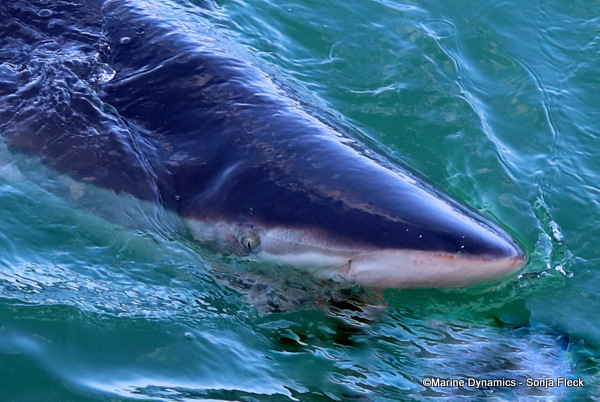 Bronze whaler shark, South Africa
