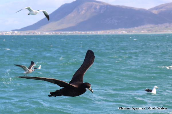 White Chinned Petrel, South Africa