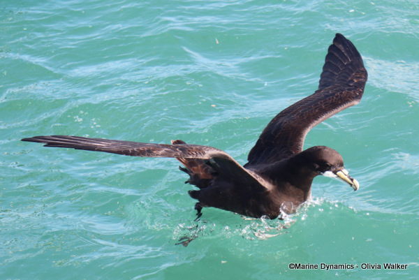 White Chinned Petrel, South Africa
