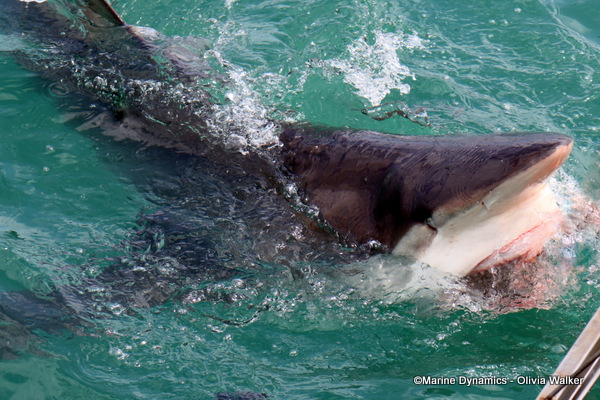Bronze Whaler shark, South Africa