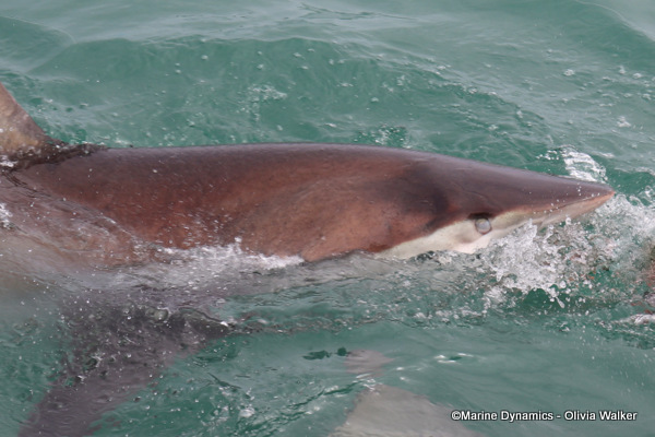Bronze Whaler shark, South Africa