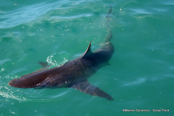 Bronze Whaler Shark, South Africa