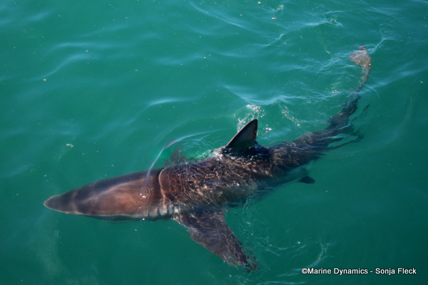 Bronze Whaler Shark, South Africa