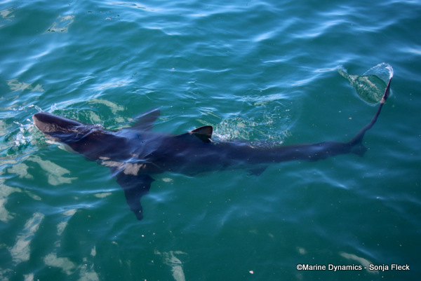 Bronze Whaler Shark, South Africa