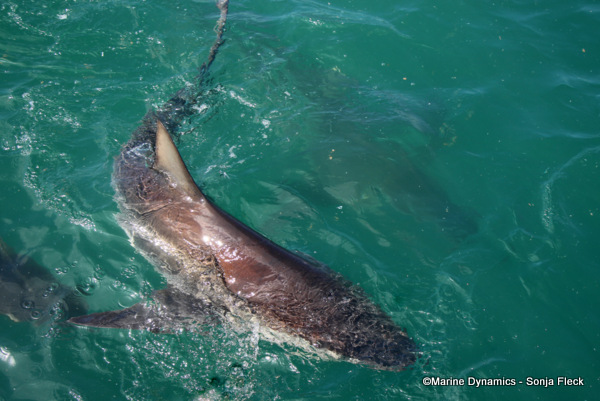 Bronze Whaler Shark, South Africa