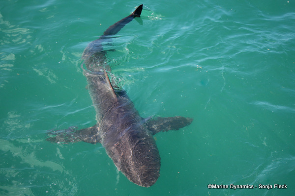 Bronze Whaler Shark, South Africa