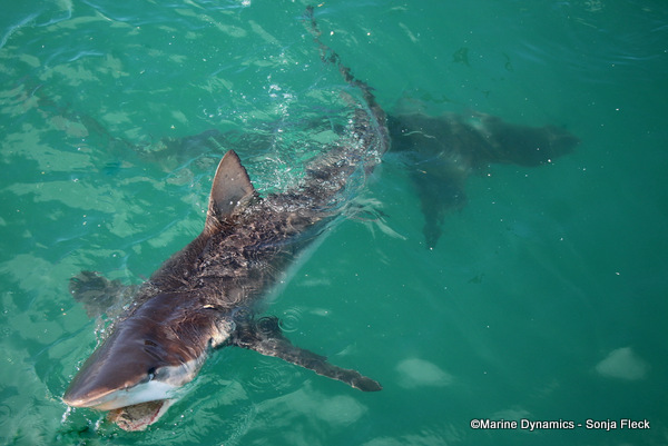 Bronze Whaler Shark, South Africa