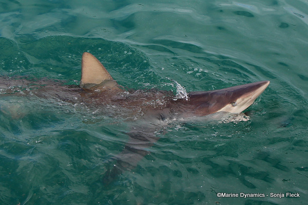 Bronze Whaler Shark, South Africa