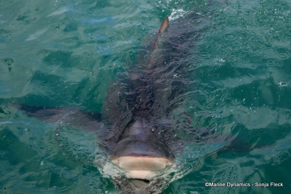 Bronze Whaler Shark, South Africa
