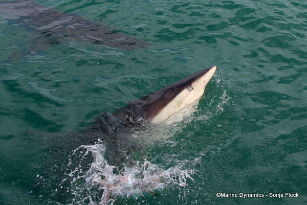 Bronze Whaler Shark, South Africa