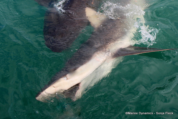 Bronze Whaler Shark, South Africa