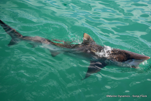 Bronze Whaler Shark, South Africa