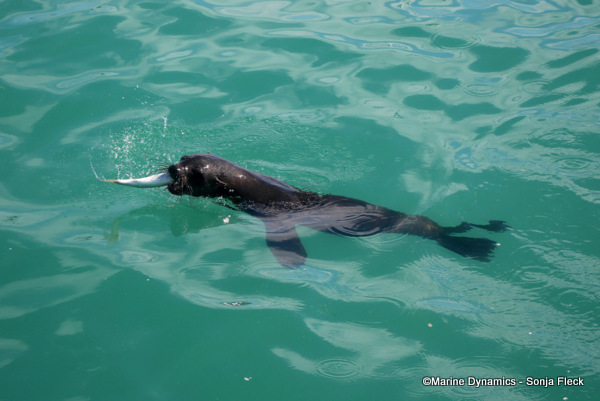 Cape Fur Seal, South Africa
