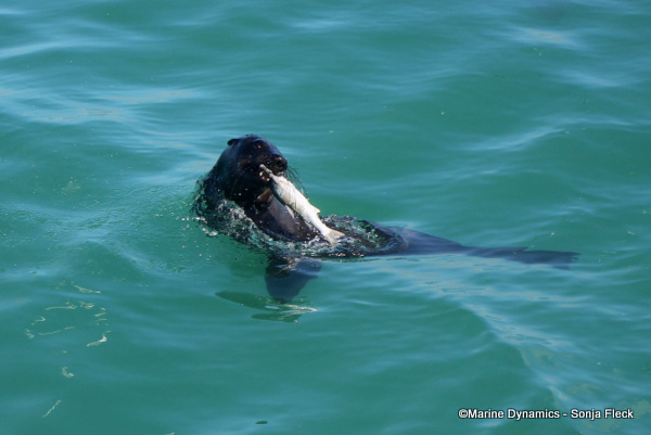 Cape Fur Seal, South Africa