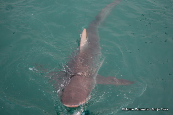 Bronze whaler shark, South Africa