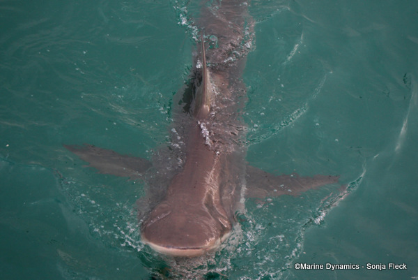 Bronze whaler shark, South Africa