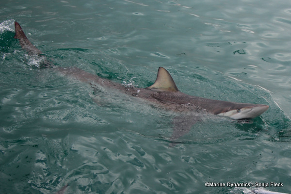 Bronze whaler shark, South Africa