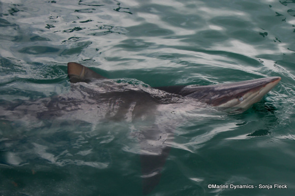 Bronze whaler shark, South Africa