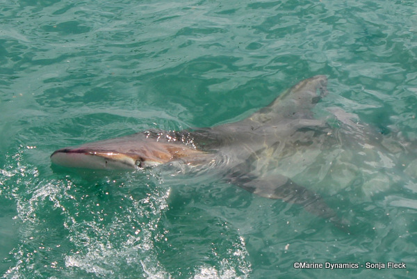 Bronze whaler shark, South Africa