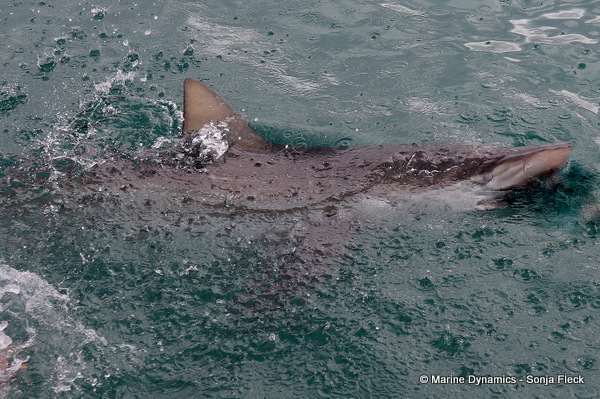 Bronze whaler shark, South Africa