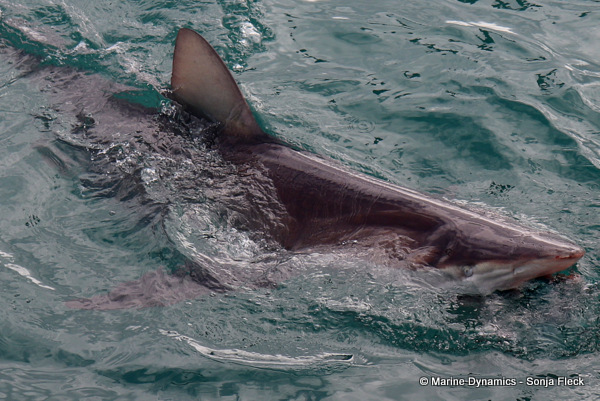 Bronze whaler shark, South Africa