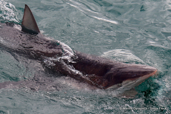 Bronze whaler shark, South Africa