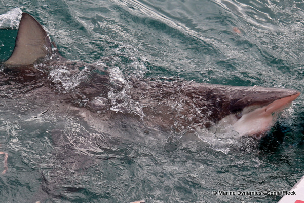 Bronze whaler shark, South Africa