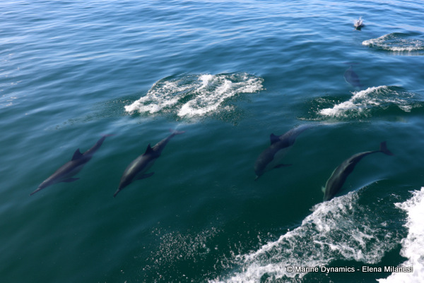 Indo-Pacific Bottlenose dolphin, South Africa 