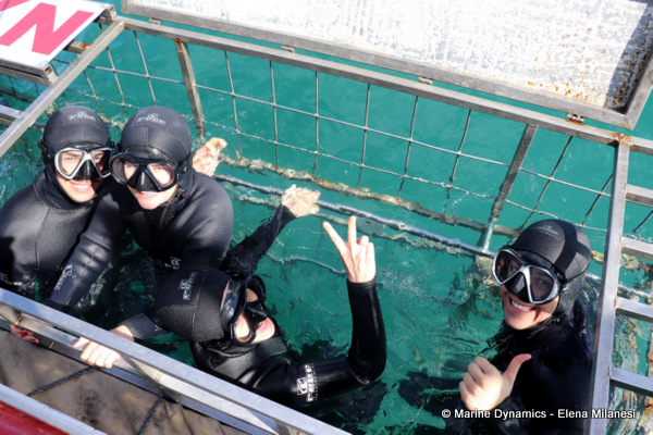 Shark Cage Diving, South Africa