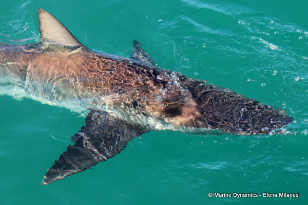 Bronze whaler shark, South Africa