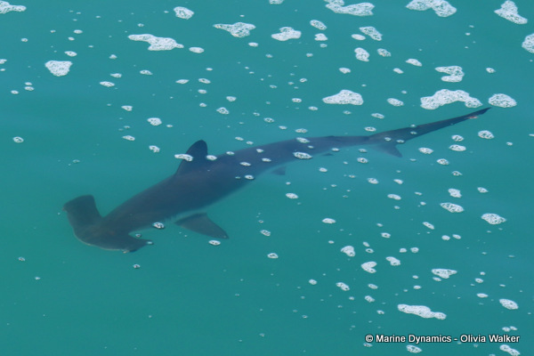 Hammerhead shark, South Africa