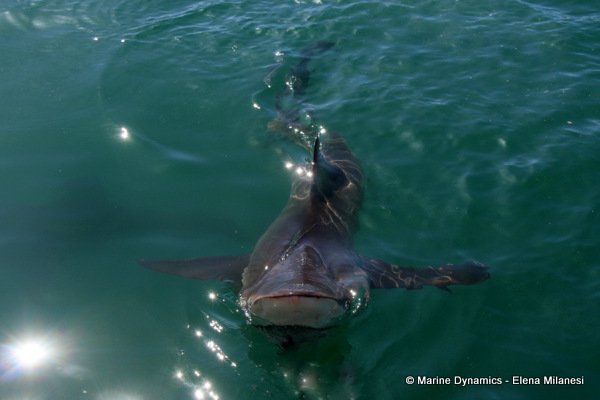 Bronze Whaler shark, South Africa