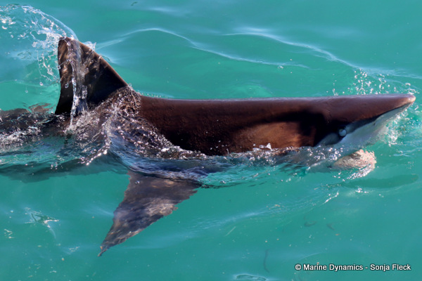 Bronze whaler shark, South Africa