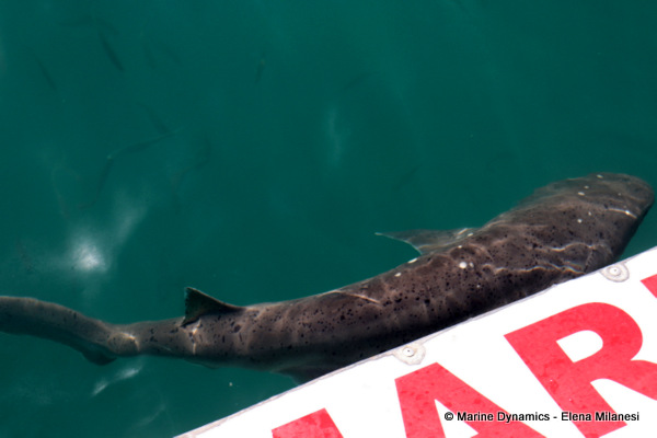 Broadnose Sevengill shark, South Africa 