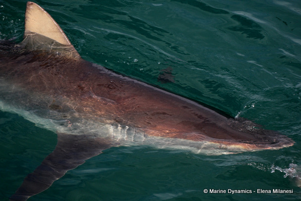 Bronze whaler shark, South Africa 