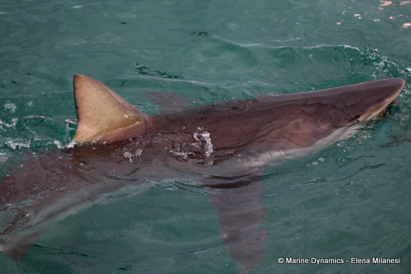 Bronze whaler shark, South Africa 
