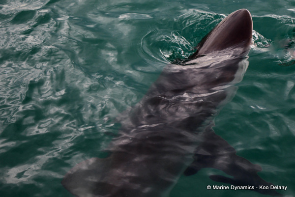 Bronze whaler shark, South Africa 