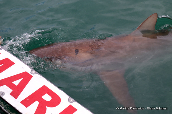 Bronze whaler shark, South Africa 