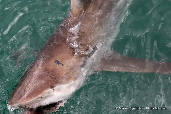 Bronze whaler shark, South Africa 