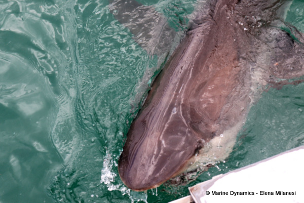 Bronze whaler shark, South Africa 