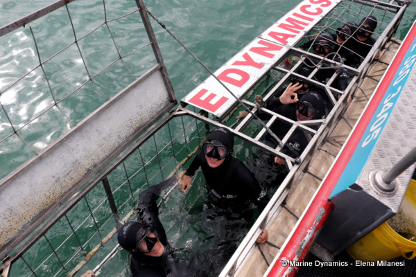 Shark cage diving, South Africa 